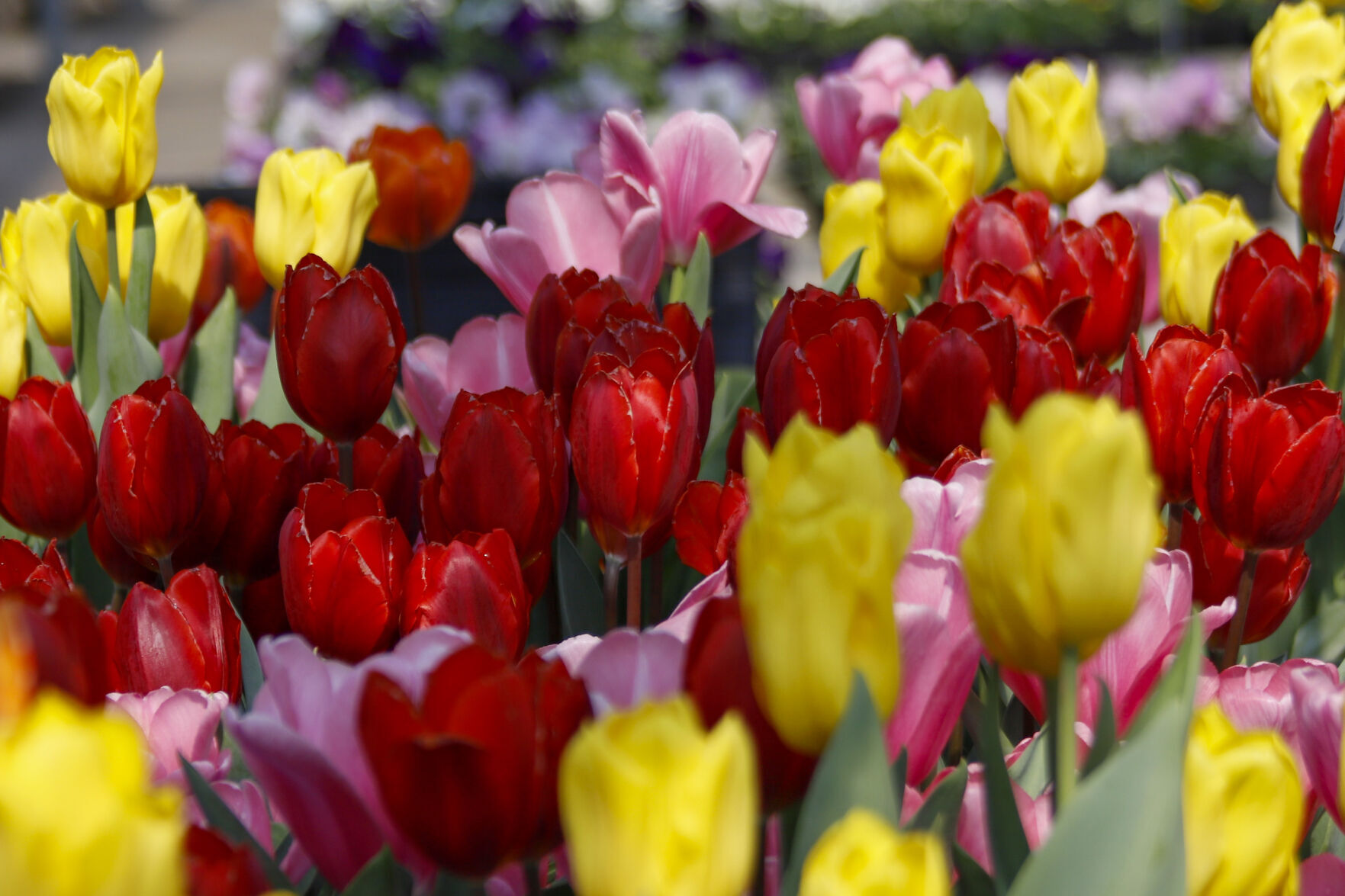 Greenhouse flowers